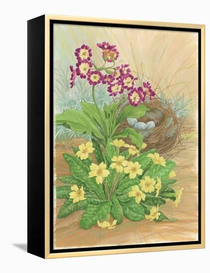 Auricula, Primrose and Nest, 1998-Linda Benton-Framed Premier Image Canvas