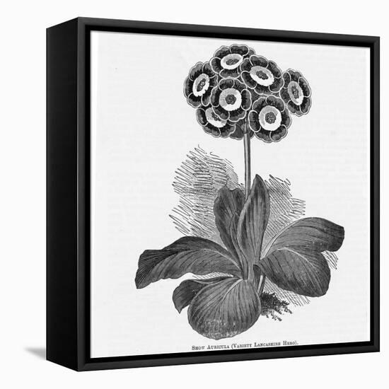 Auricula Variety Lancashire Hero-null-Framed Premier Image Canvas