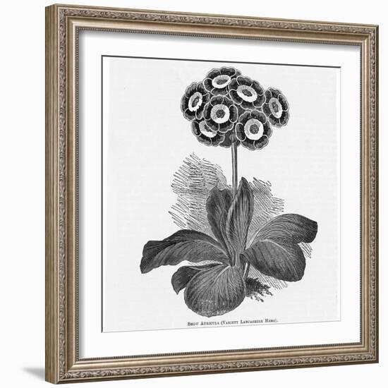 Auricula Variety Lancashire Hero-null-Framed Photographic Print