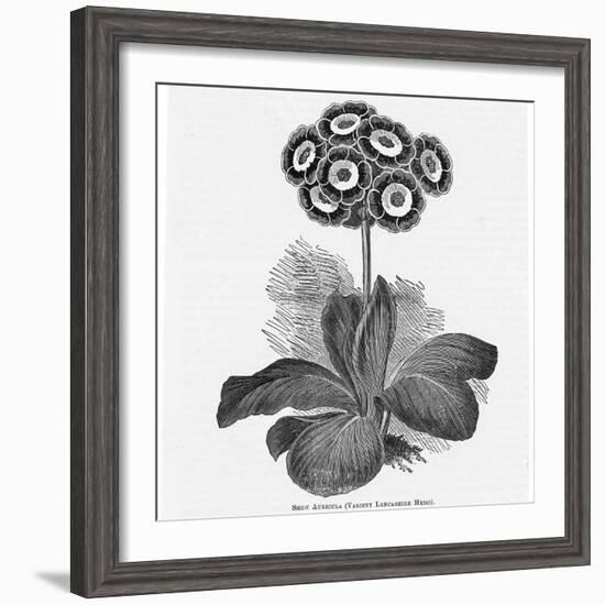 Auricula Variety Lancashire Hero-null-Framed Photographic Print