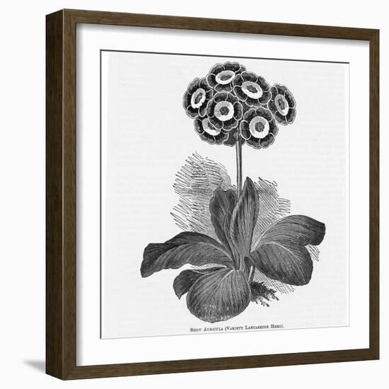 Auricula Variety Lancashire Hero-null-Framed Photographic Print