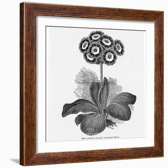 Auricula Variety Lancashire Hero-null-Framed Photographic Print