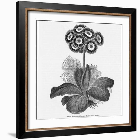 Auricula Variety Lancashire Hero-null-Framed Photographic Print