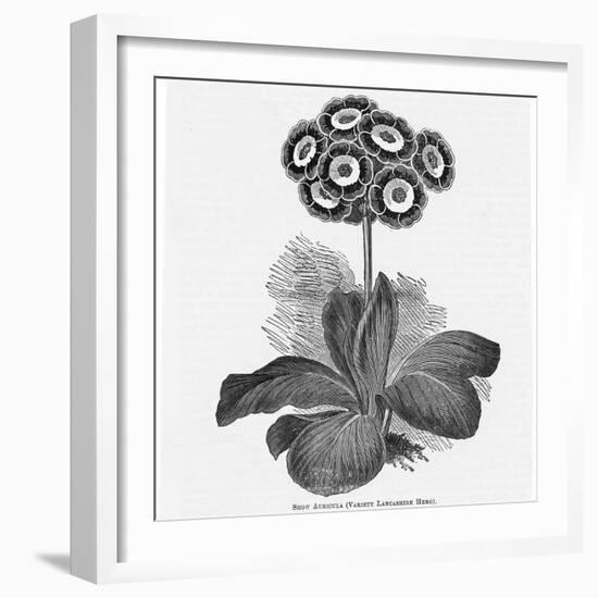 Auricula Variety Lancashire Hero-null-Framed Photographic Print