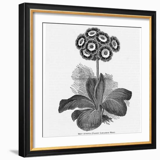 Auricula Variety Lancashire Hero-null-Framed Photographic Print