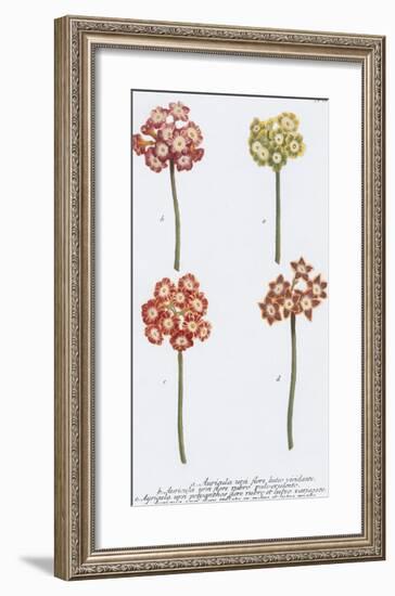 Auricula-Maria Mendez-Framed Giclee Print