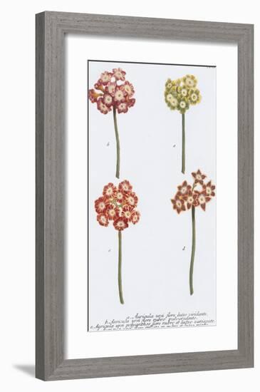 Auricula-Maria Mendez-Framed Giclee Print