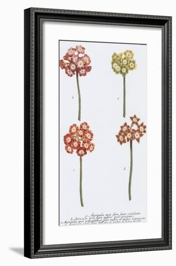 Auricula-Maria Mendez-Framed Giclee Print