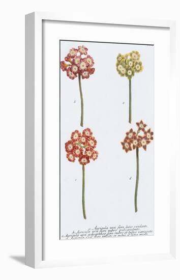 Auricula-Maria Mendez-Framed Giclee Print