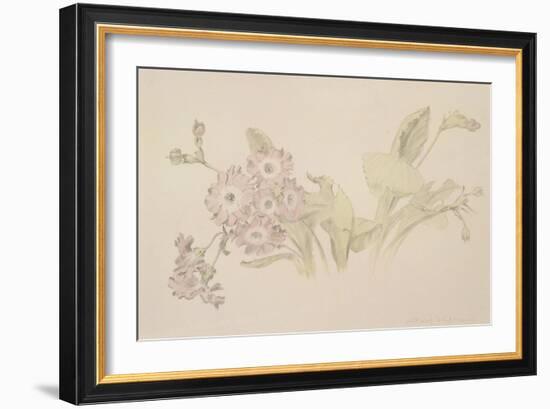 Auricula-Albert Williams-Framed Giclee Print