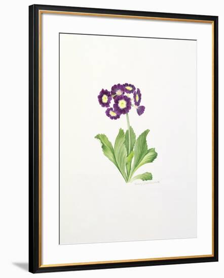 Auricula-Sally Crosthwaite-Framed Giclee Print