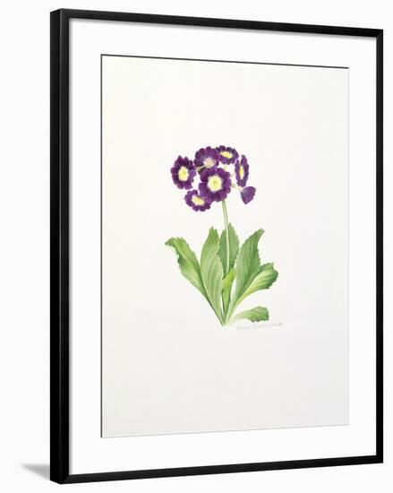 Auricula-Sally Crosthwaite-Framed Giclee Print