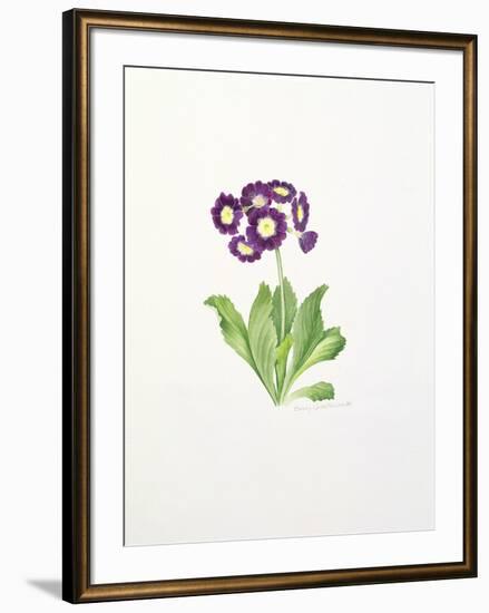 Auricula-Sally Crosthwaite-Framed Giclee Print