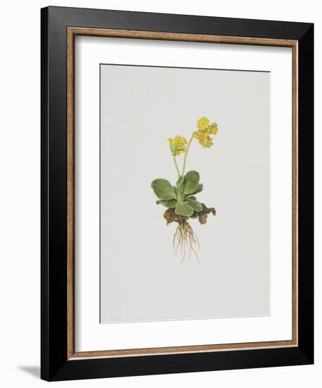 Aurikel-Moritz Michael Daffinger-Framed Collectable Print