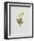 Aurikel-Moritz Michael Daffinger-Framed Collectable Print