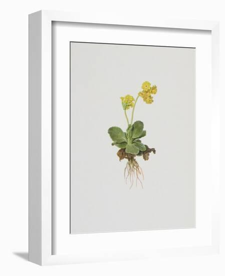 Aurikel-Moritz Michael Daffinger-Framed Collectable Print