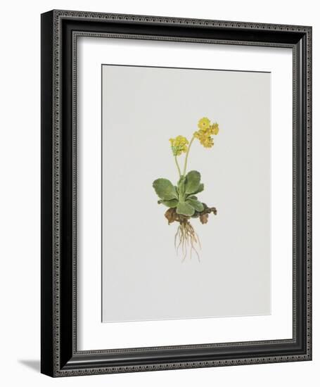 Aurikel-Moritz Michael Daffinger-Framed Collectable Print