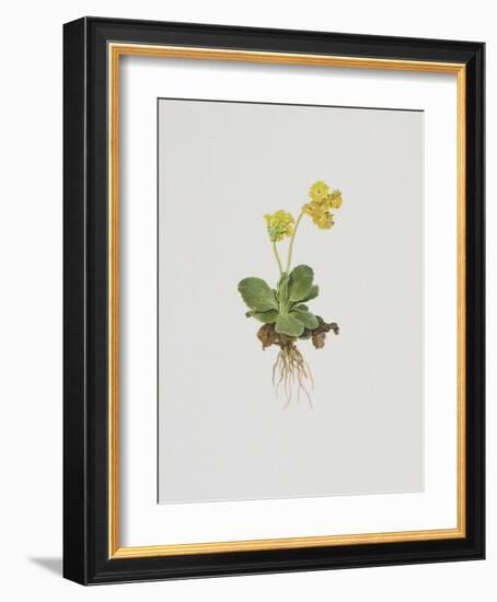 Aurikel-Moritz Michael Daffinger-Framed Collectable Print