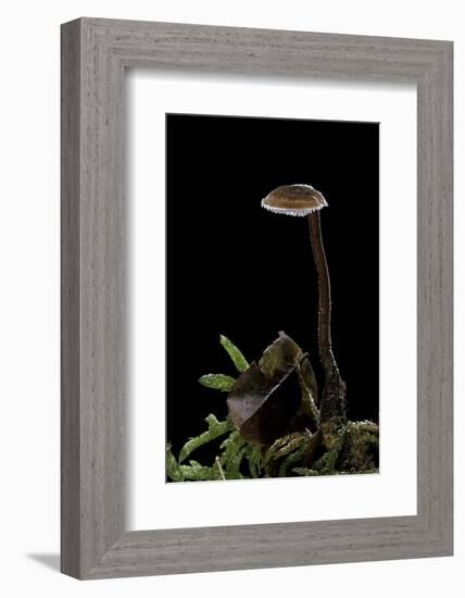 Auriscalpium Vulgare (Ear-Pick Fungus, Pinecone Mushroom, Cone Tooth)-Paul Starosta-Framed Photographic Print