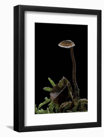 Auriscalpium Vulgare (Ear-Pick Fungus, Pinecone Mushroom, Cone Tooth)-Paul Starosta-Framed Photographic Print