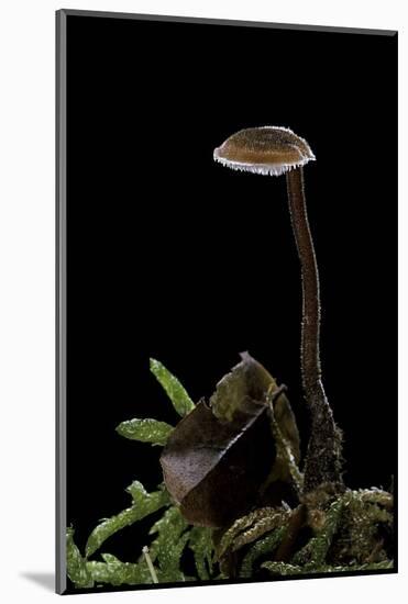 Auriscalpium Vulgare (Ear-Pick Fungus, Pinecone Mushroom, Cone Tooth)-Paul Starosta-Mounted Photographic Print