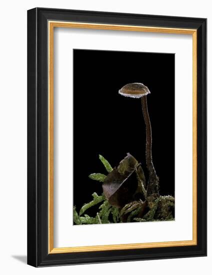 Auriscalpium Vulgare (Ear-Pick Fungus, Pinecone Mushroom, Cone Tooth)-Paul Starosta-Framed Photographic Print