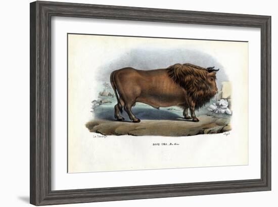 Aurochs, 1863-79-Raimundo Petraroja-Framed Giclee Print