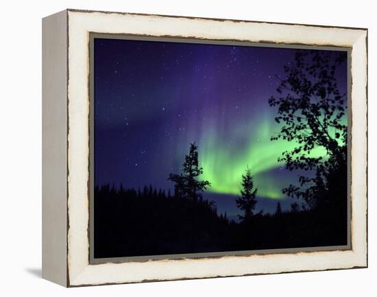 Aurora Borealis Above the Trees, Northwest Territories, Canada-Stocktrek Images-Framed Premier Image Canvas