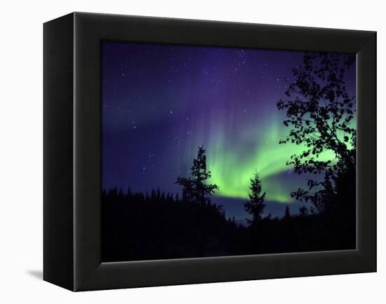 Aurora Borealis Above the Trees, Northwest Territories, Canada-Stocktrek Images-Framed Premier Image Canvas