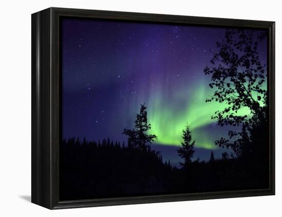 Aurora Borealis Above the Trees, Northwest Territories, Canada-Stocktrek Images-Framed Premier Image Canvas