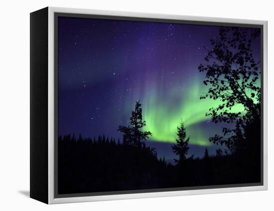 Aurora Borealis Above the Trees, Northwest Territories, Canada-Stocktrek Images-Framed Premier Image Canvas