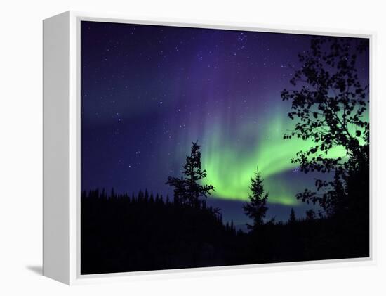 Aurora Borealis Above the Trees, Northwest Territories, Canada-Stocktrek Images-Framed Premier Image Canvas