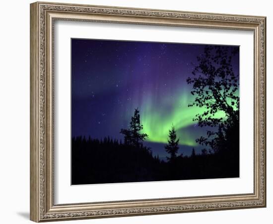 Aurora Borealis Above the Trees, Northwest Territories, Canada-Stocktrek Images-Framed Photographic Print