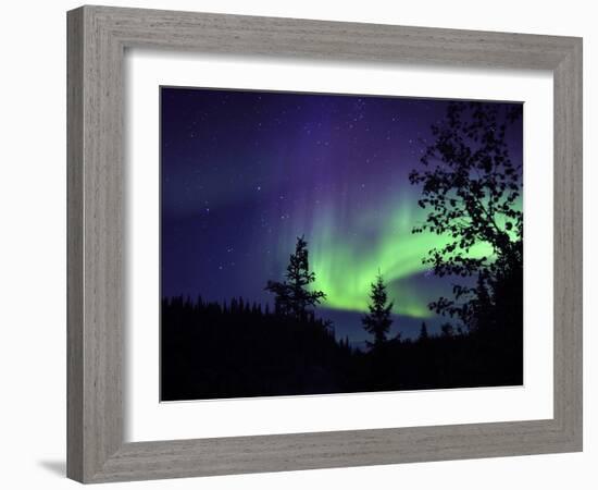 Aurora Borealis Above the Trees, Northwest Territories, Canada-Stocktrek Images-Framed Photographic Print