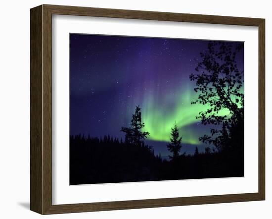 Aurora Borealis Above the Trees, Northwest Territories, Canada-Stocktrek Images-Framed Photographic Print