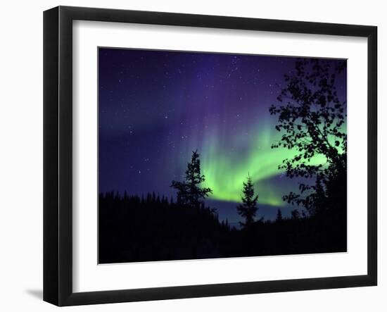 Aurora Borealis Above the Trees, Northwest Territories, Canada-Stocktrek Images-Framed Photographic Print