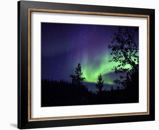 Aurora Borealis Above the Trees, Northwest Territories, Canada-Stocktrek Images-Framed Photographic Print