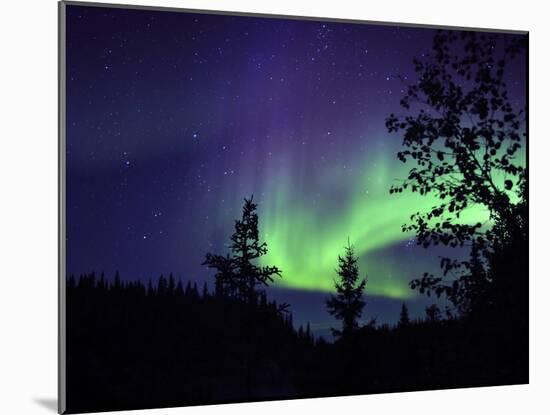 Aurora Borealis Above the Trees, Northwest Territories, Canada-Stocktrek Images-Mounted Photographic Print