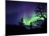 Aurora Borealis Above the Trees, Northwest Territories, Canada-Stocktrek Images-Mounted Photographic Print