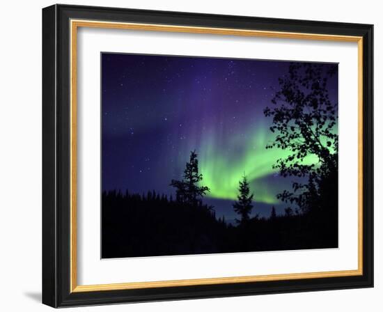 Aurora Borealis Above the Trees, Northwest Territories, Canada-Stocktrek Images-Framed Photographic Print