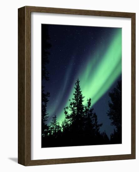 Aurora Borealis Above the Trees, Northwest Territories, Canada-Stocktrek Images-Framed Photographic Print