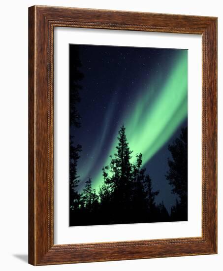 Aurora Borealis Above the Trees, Northwest Territories, Canada-Stocktrek Images-Framed Photographic Print