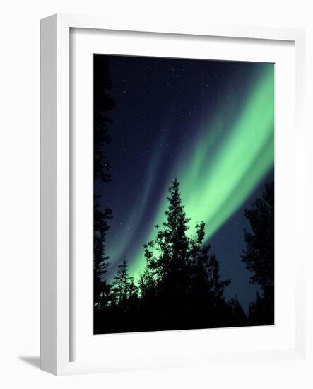 Aurora Borealis Above the Trees, Northwest Territories, Canada-Stocktrek Images-Framed Photographic Print