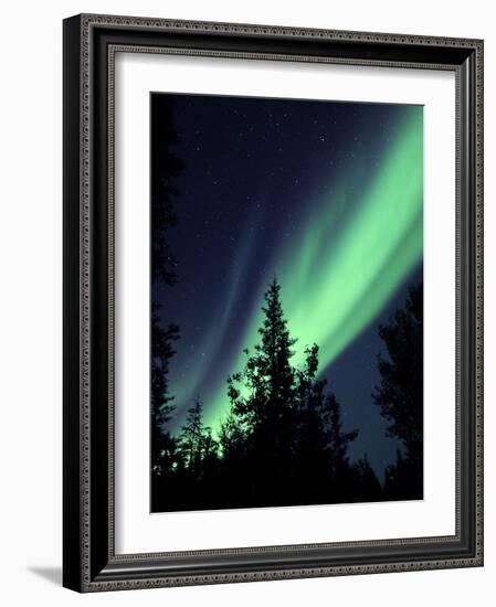 Aurora Borealis Above the Trees, Northwest Territories, Canada-Stocktrek Images-Framed Photographic Print