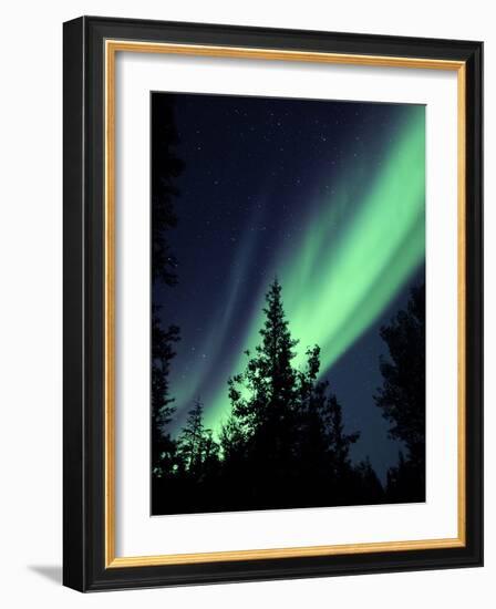 Aurora Borealis Above the Trees, Northwest Territories, Canada-Stocktrek Images-Framed Photographic Print