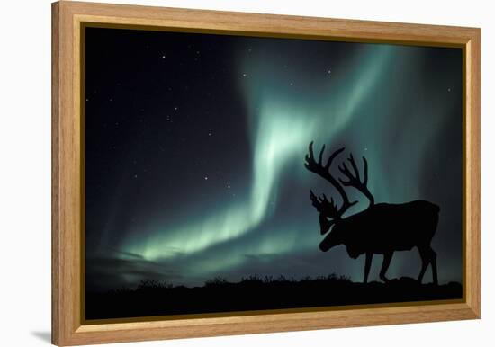 Aurora Borealis And Caribou-Kaj Svensson-Framed Premier Image Canvas