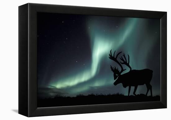 Aurora Borealis And Caribou-Kaj Svensson-Framed Premier Image Canvas