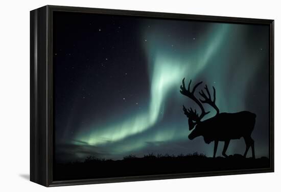 Aurora Borealis And Caribou-Kaj Svensson-Framed Premier Image Canvas