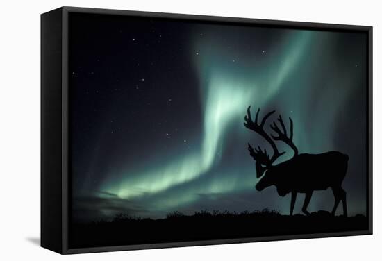 Aurora Borealis And Caribou-Kaj Svensson-Framed Premier Image Canvas