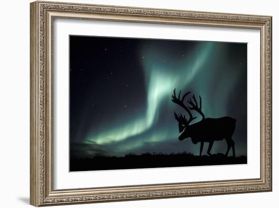 Aurora Borealis And Caribou-Kaj Svensson-Framed Photographic Print